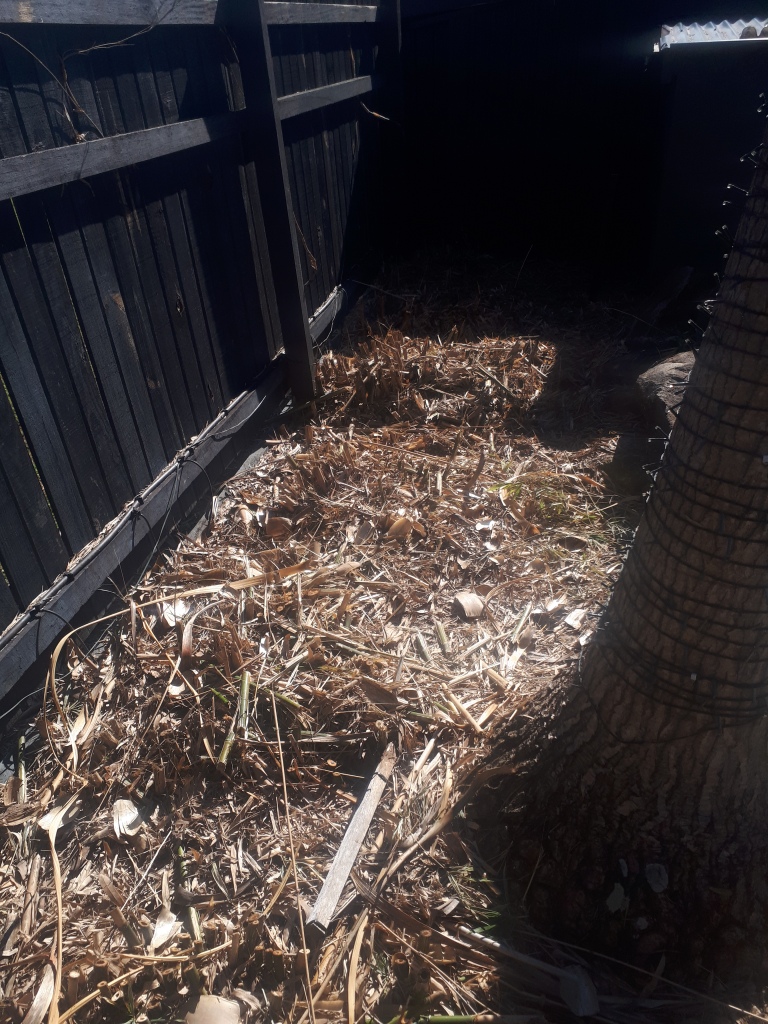 Bamboo Removal Brisbane - Ferny Hills